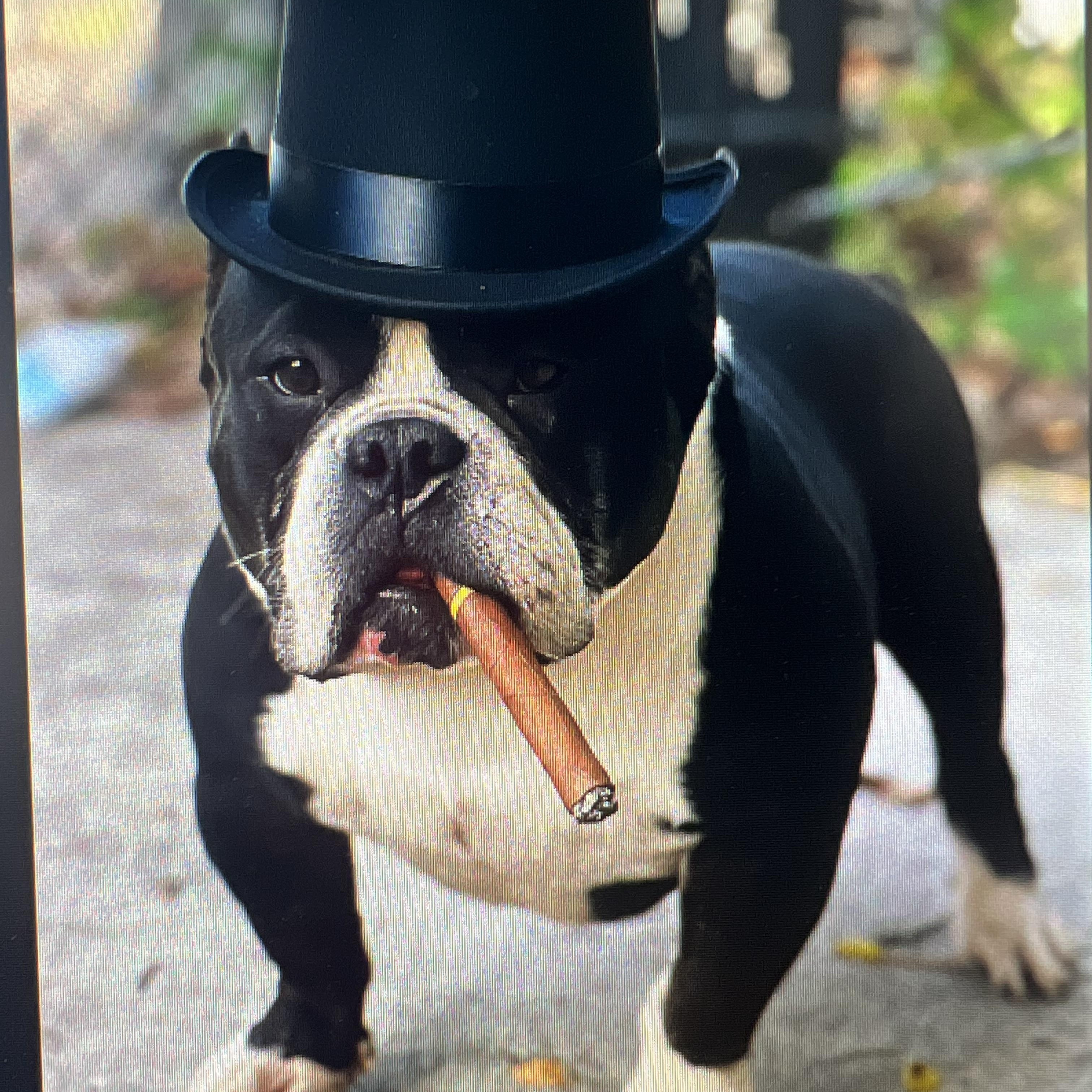 Dizzy aka Tony Soprano, a Adoptable American Bully in Yonkers, NY image 2/5