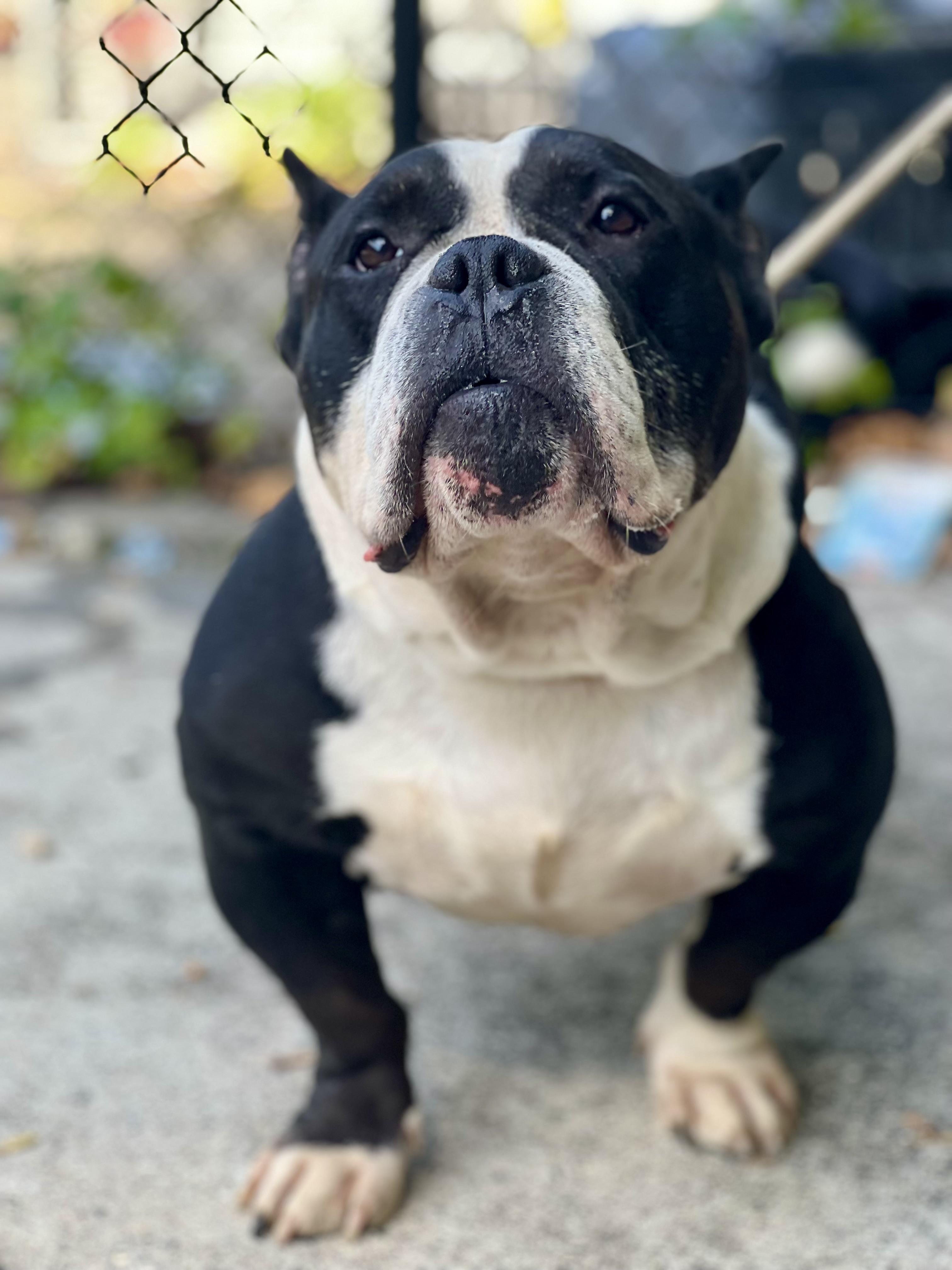Dizzy aka Tony Soprano, a Adoptable American Bully in Yonkers, NY image 3/5
