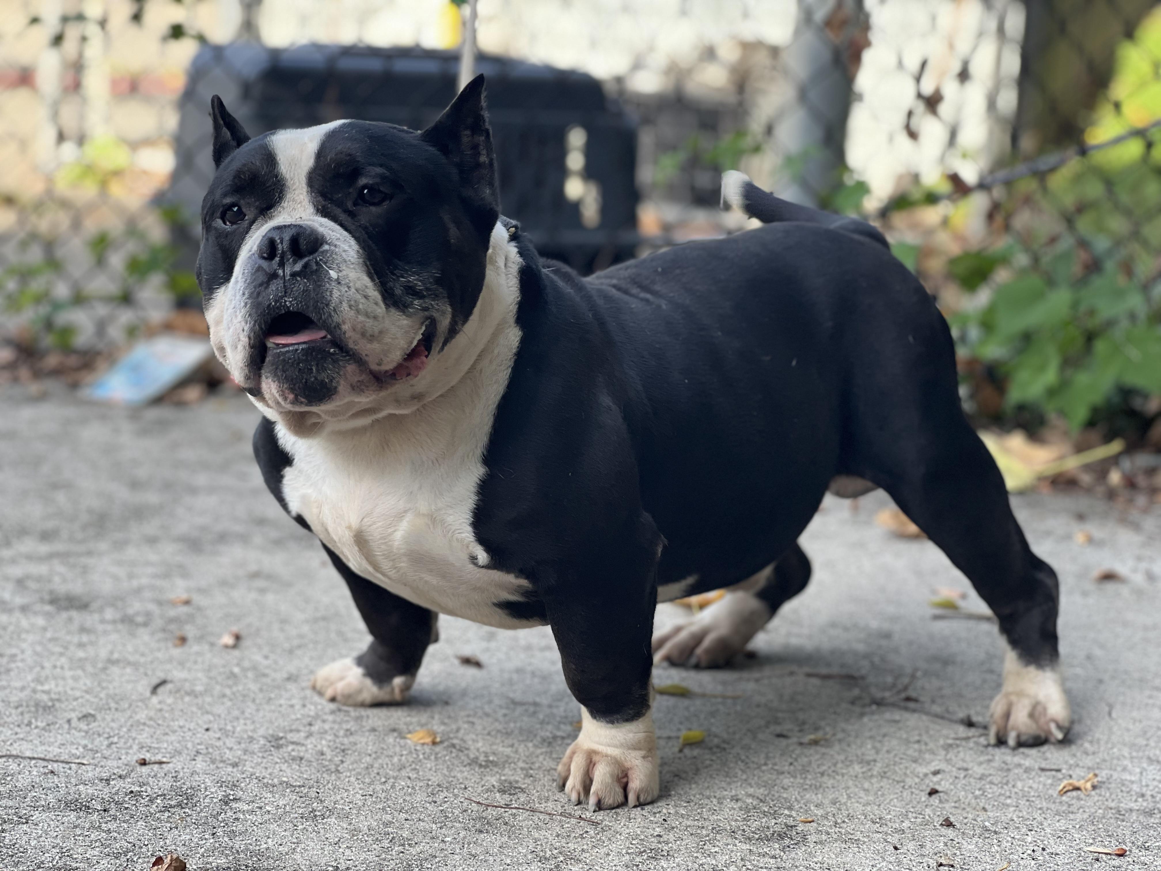 Dizzy aka Tony Soprano, a Adoptable American Bully in Yonkers, NY image 5/5