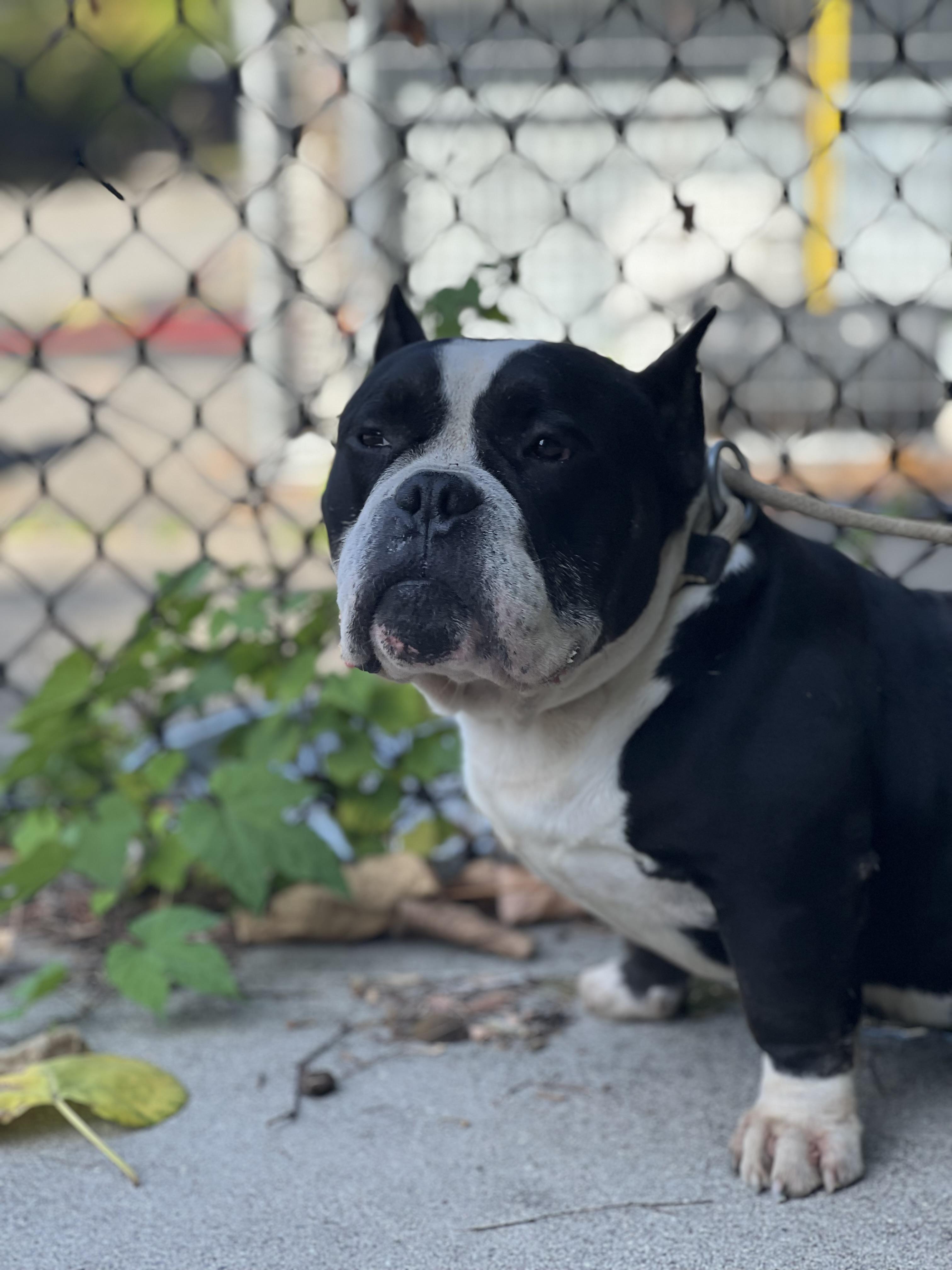 Dizzy aka Tony Soprano, a Adoptable American Bully in Yonkers, NY image 4/5