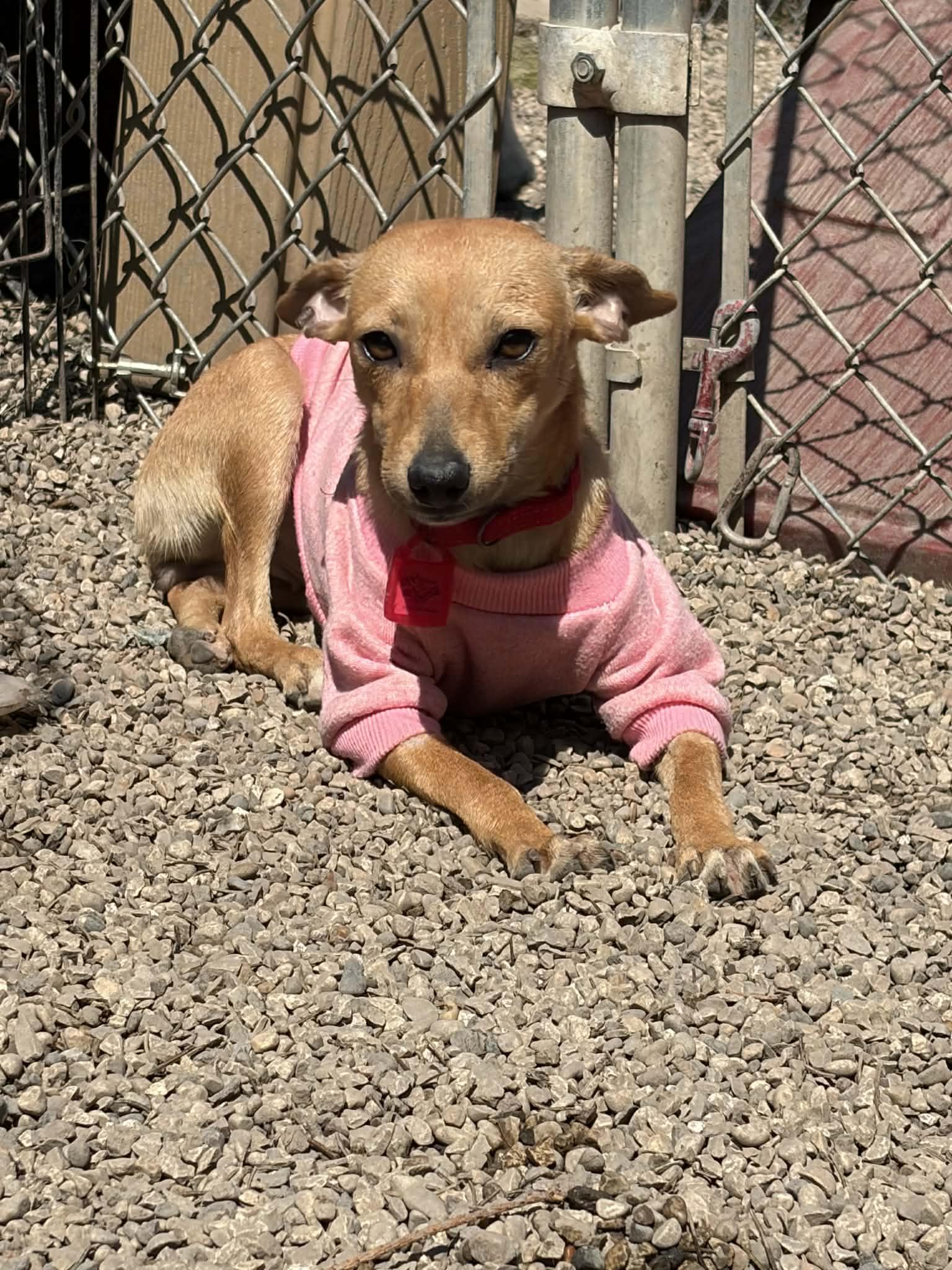 Pixie, Adoptable, Adult Female Chihuahua.