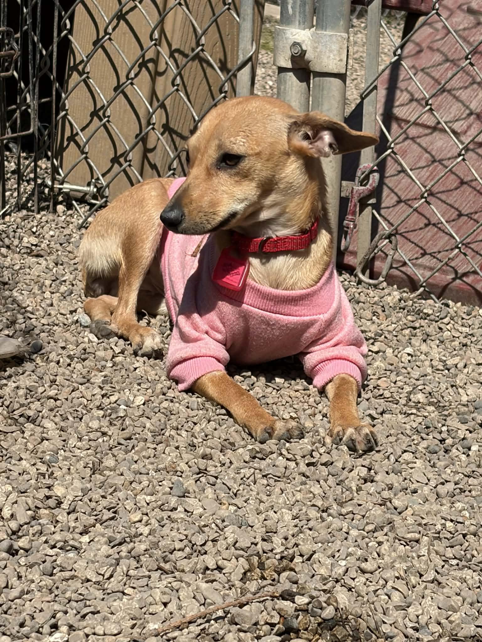 Enlarge Pixie, a Adoptable Chihuahua in Mukwonago, WI image 2/2