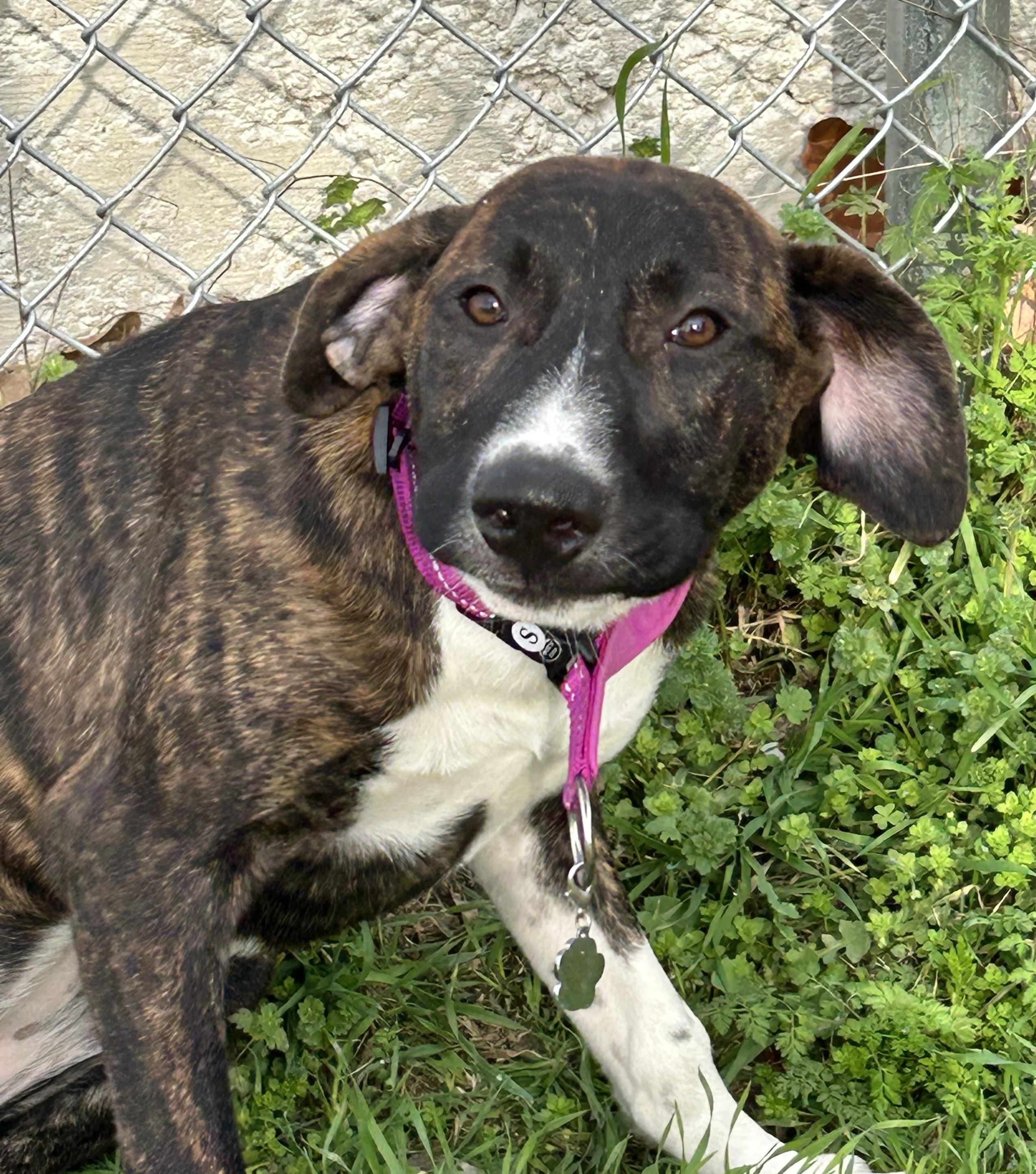Lariat, ADOPTABLE, Young Female Great Dane.