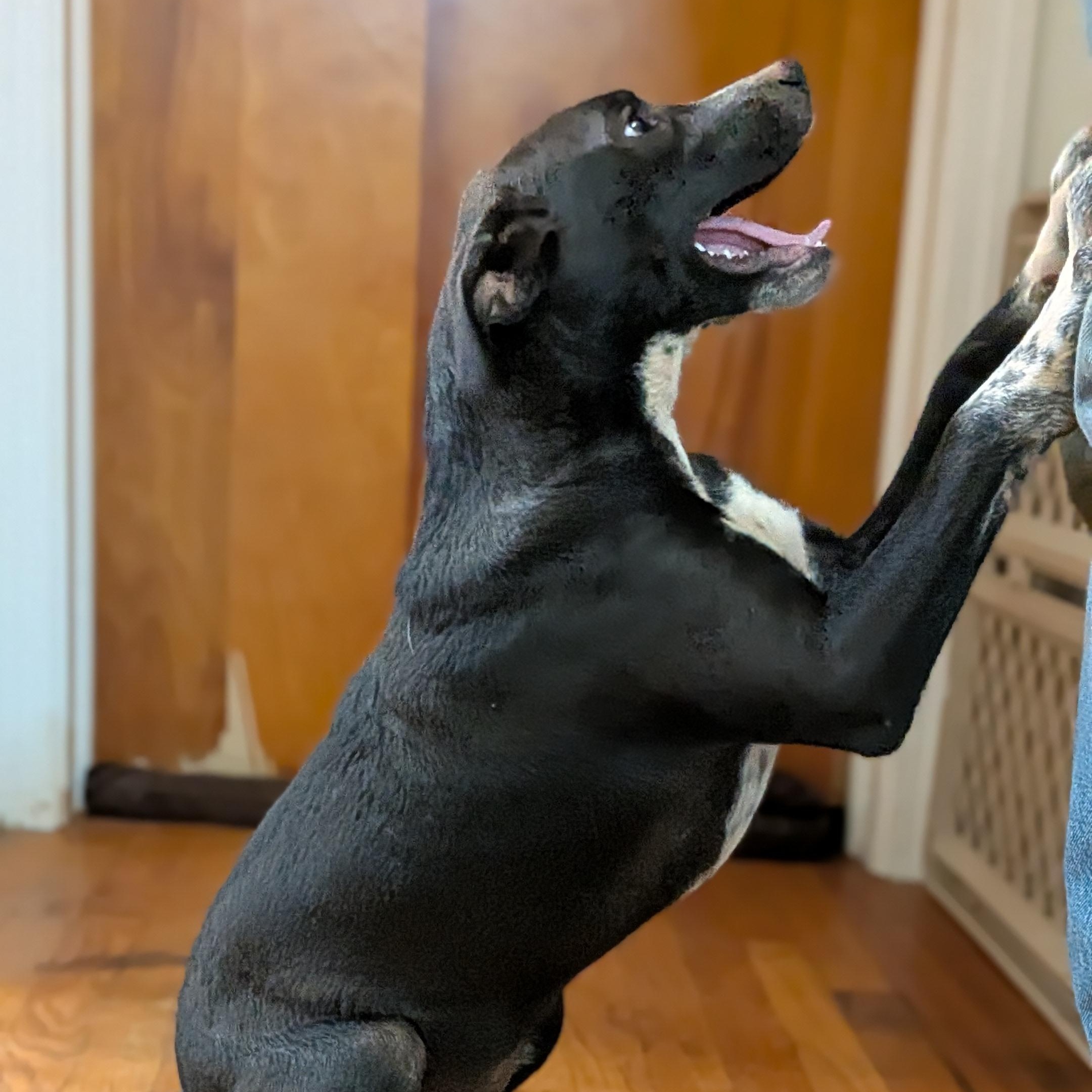 Holio, Adoptable, Puppy Female Labrador Retriever & Hound.