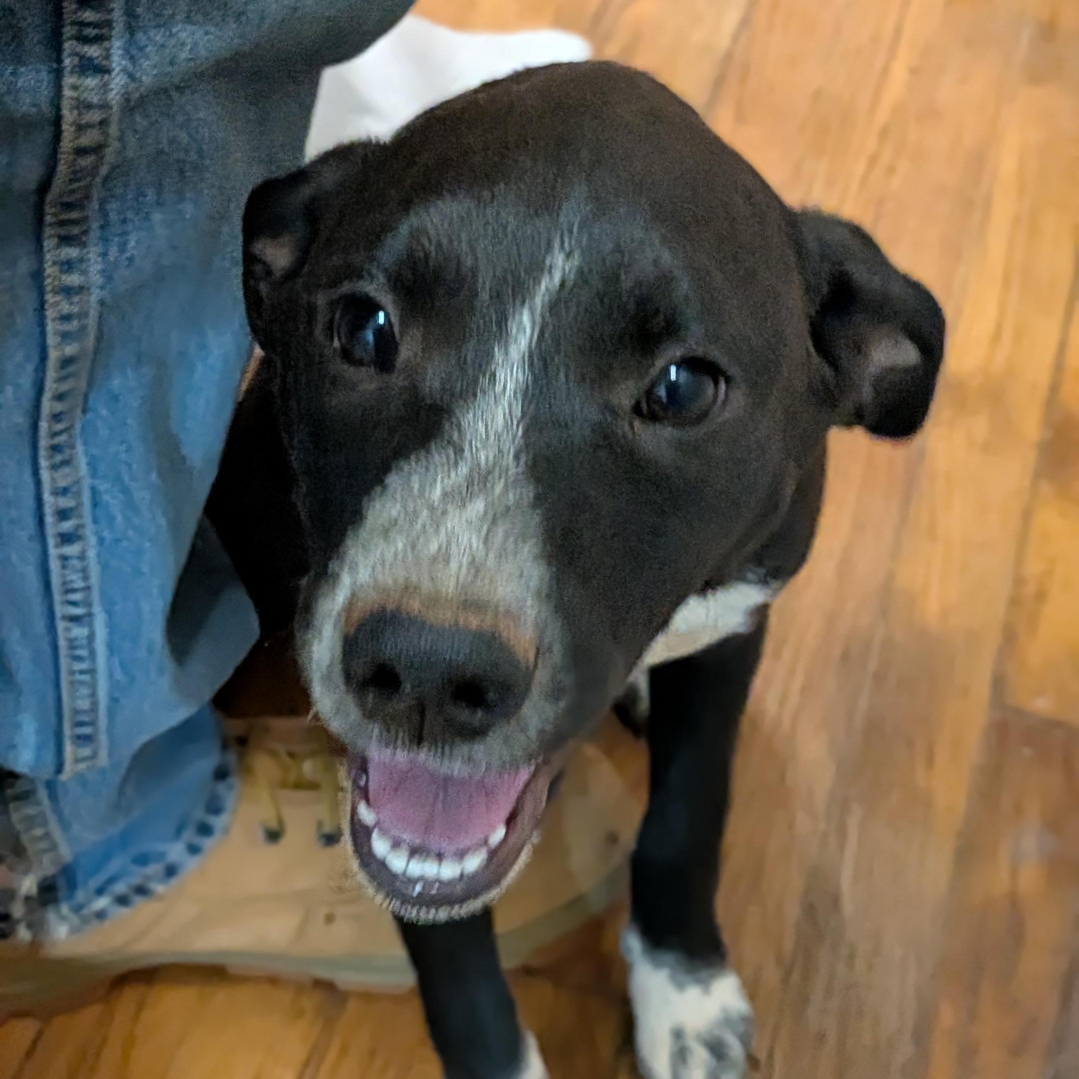 Holio, Adoptable, Young Female Labrador Retriever & Hound.