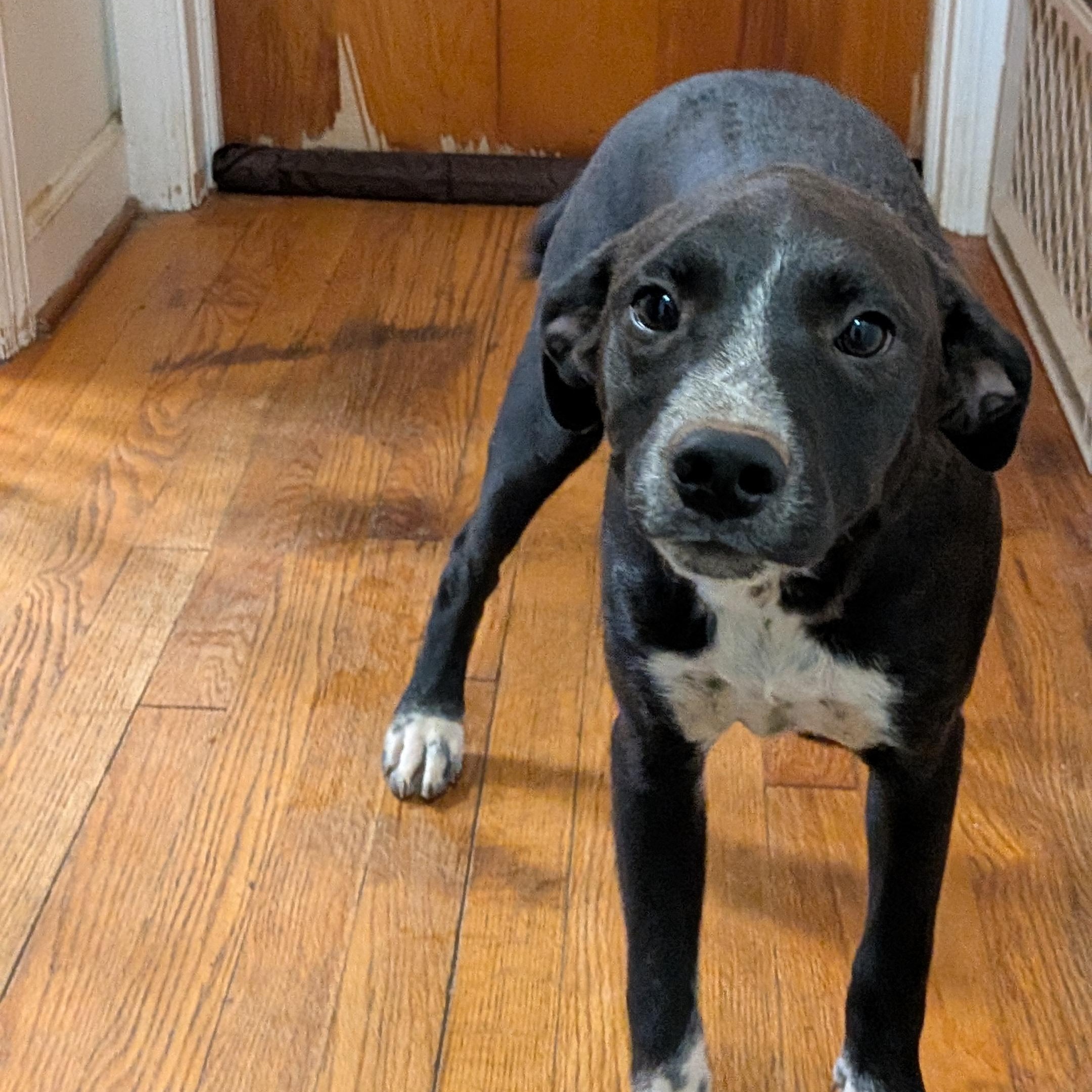 Holio, a Adoptable mixed breed in High Point, NC image 4/4