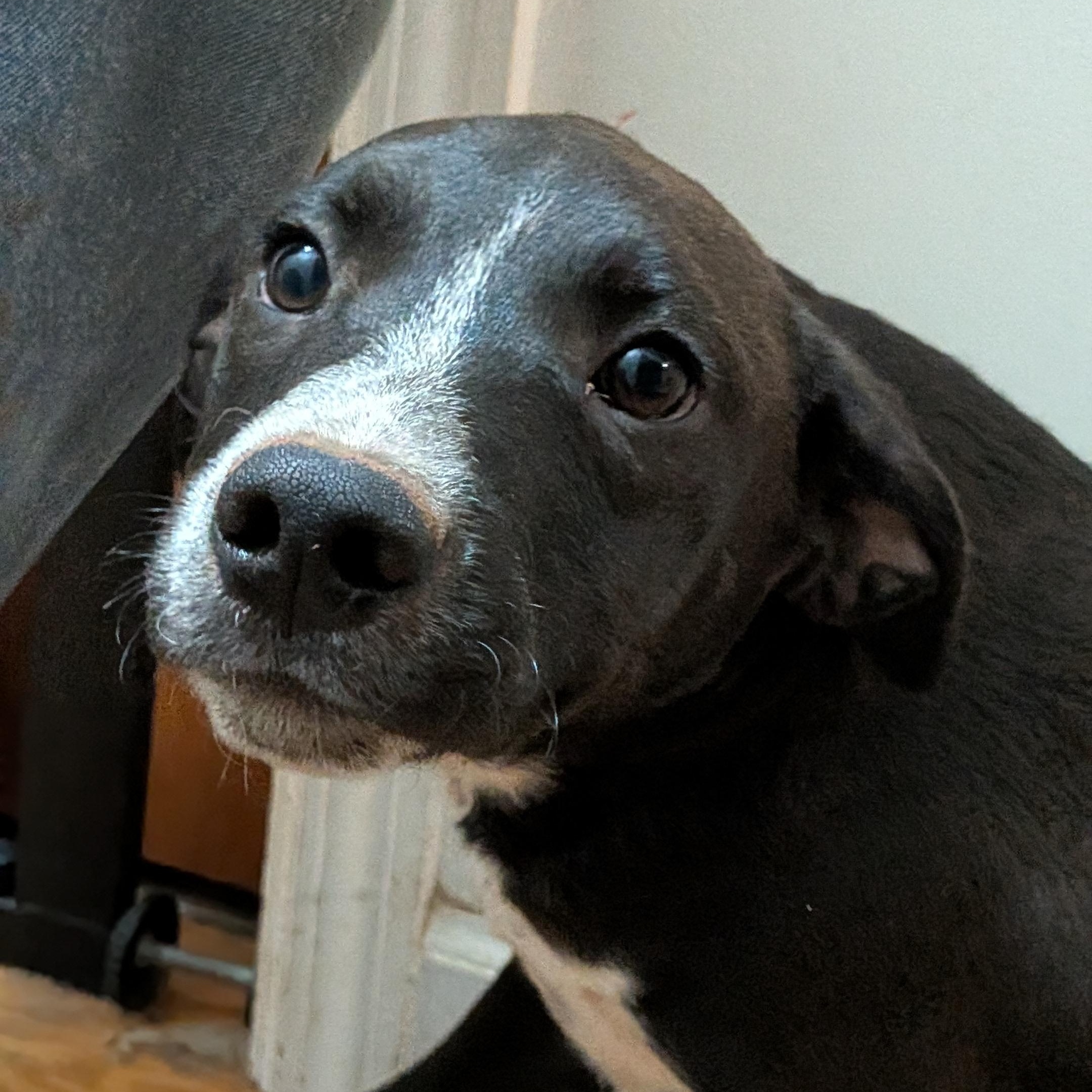 Holio, a Adoptable mixed breed in High Point, NC image 3/4