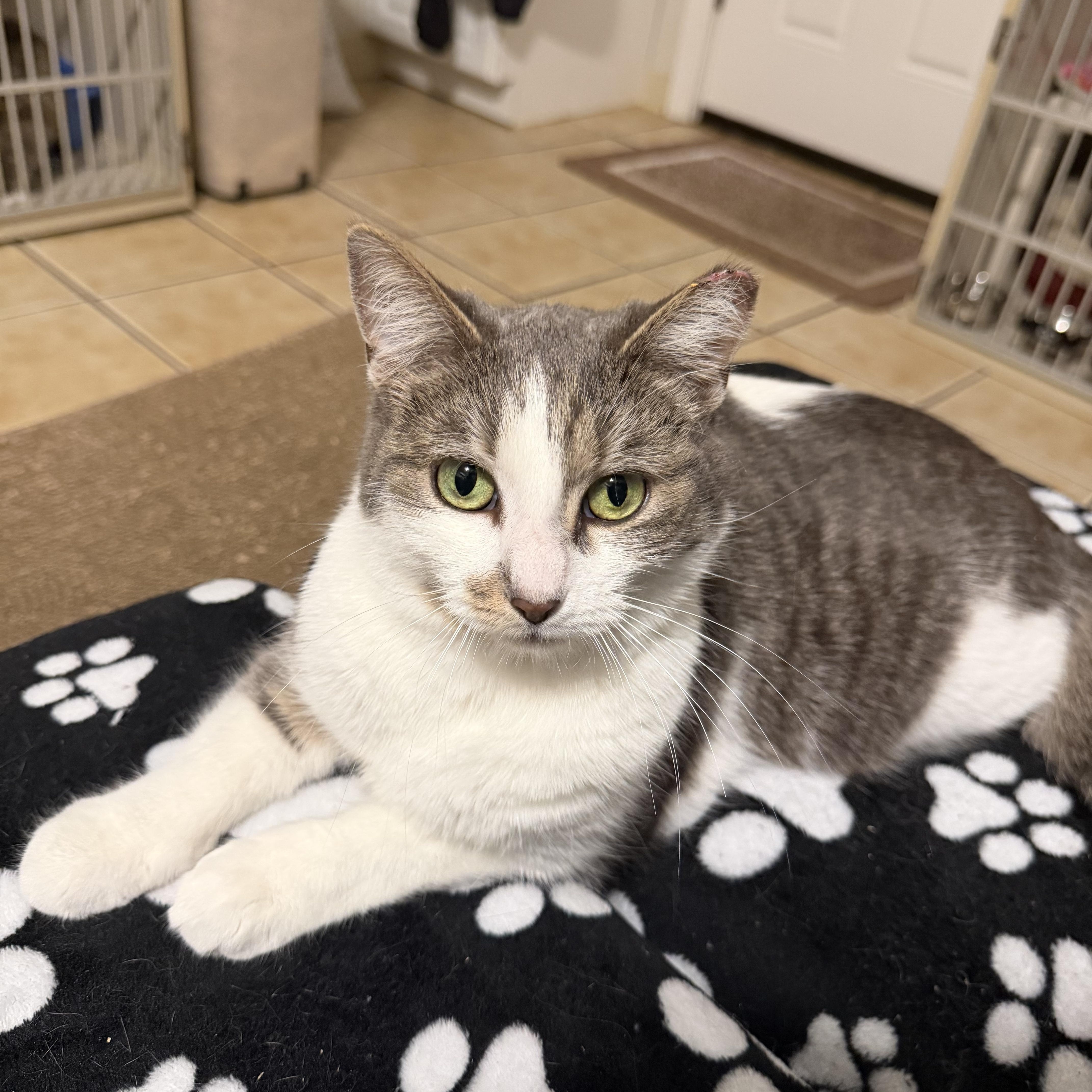 Enlarge BUNNY, a Adoptable Domestic Short Hair in Hamilton, NJ image 2/4