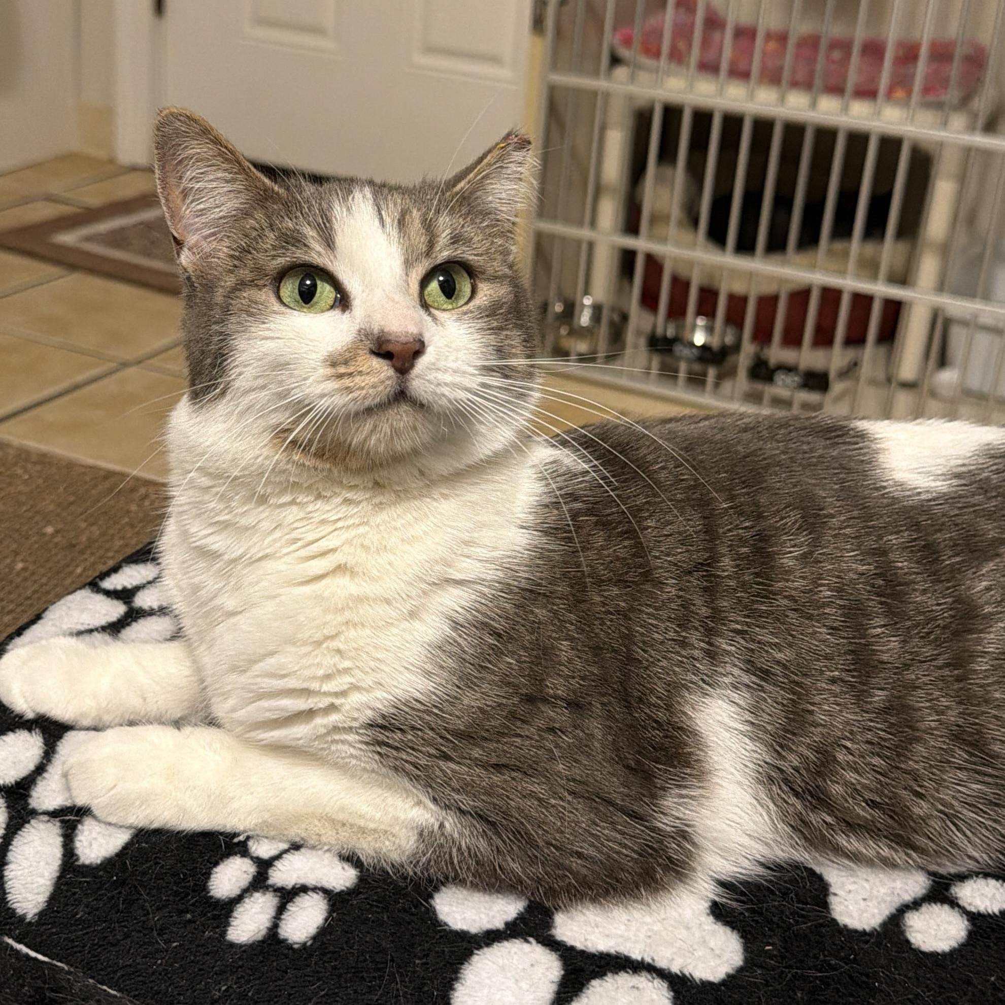 Enlarge BUNNY, a Adoptable Domestic Short Hair in Hamilton, NJ image 3/4