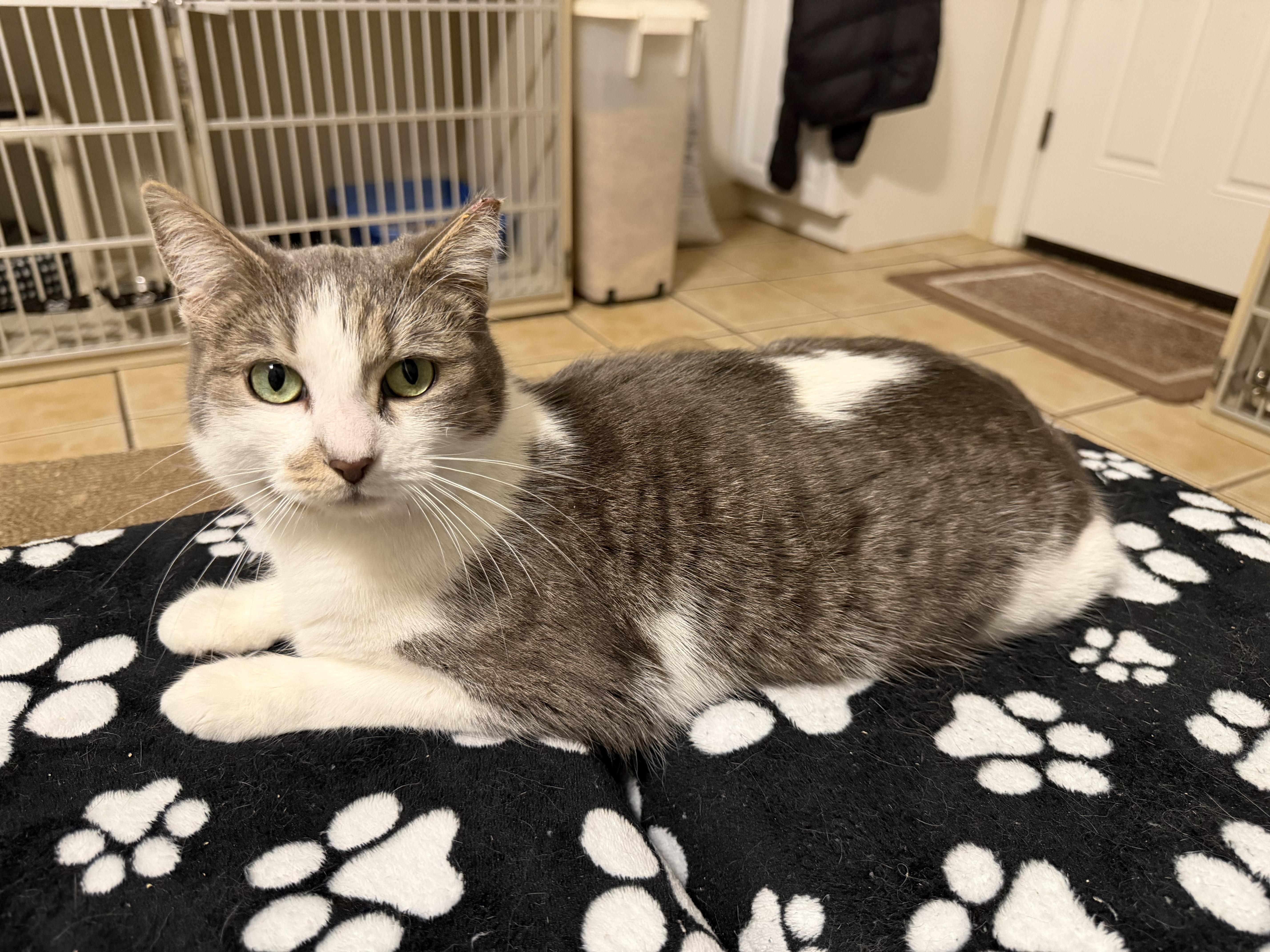 Enlarge BUNNY, a Adoptable Domestic Short Hair in Hamilton, NJ image 4/4