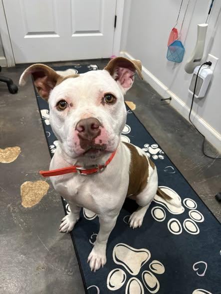 Enlarge Nyx, a ADOPTABLE mixed breed in Munfordville, KY image 1/4