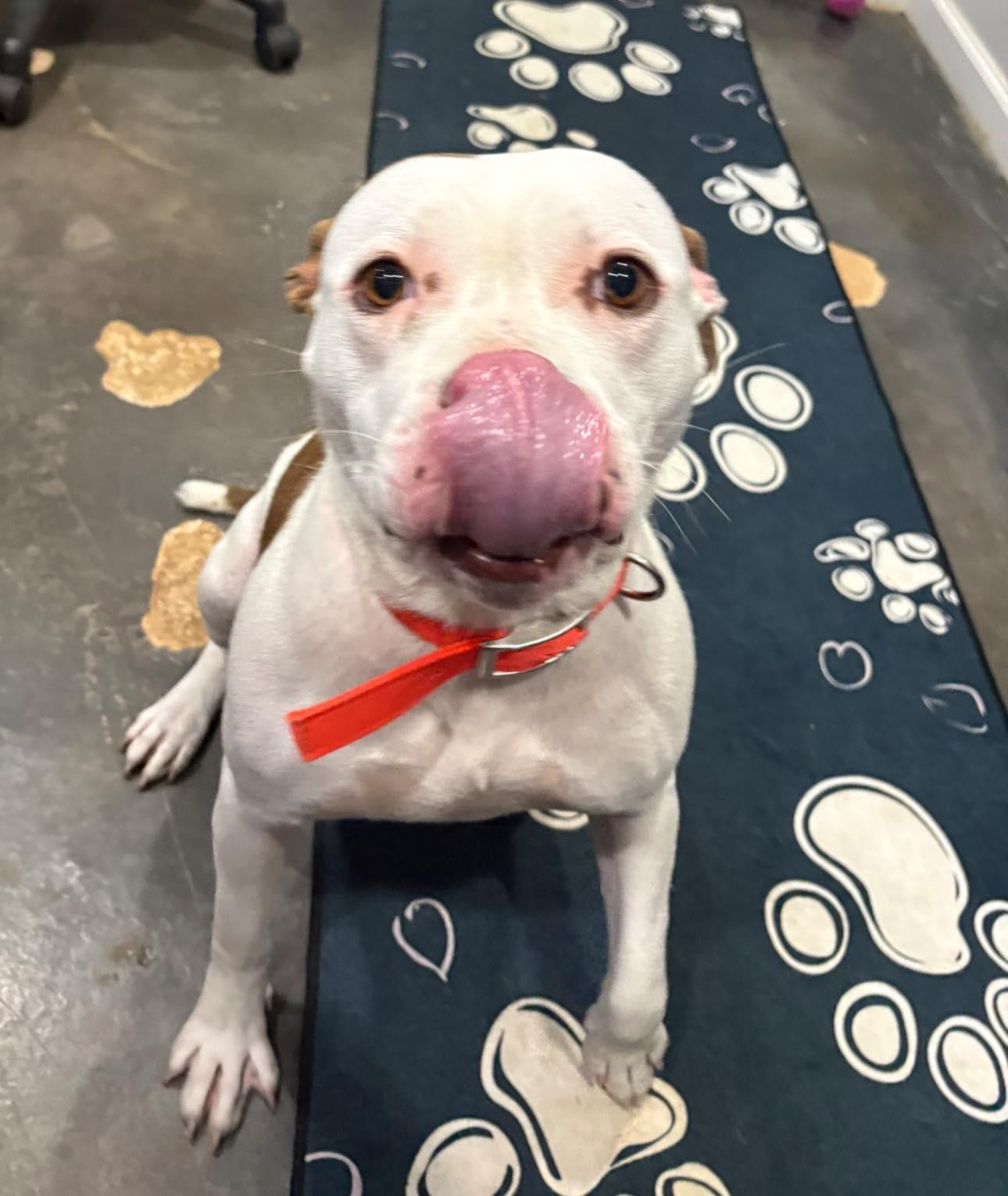 Enlarge Nyx, a ADOPTABLE mixed breed in Munfordville, KY image 3/4