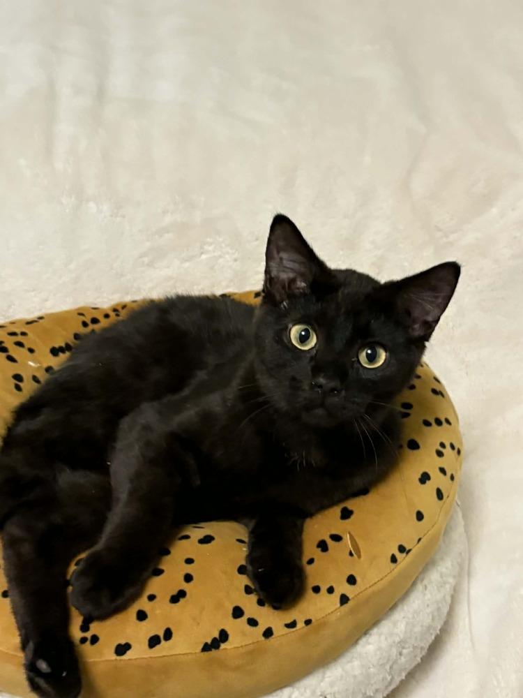 Enlarge Jogger, a Adoptable Domestic Short Hair in Plymouth, MN image 1/4