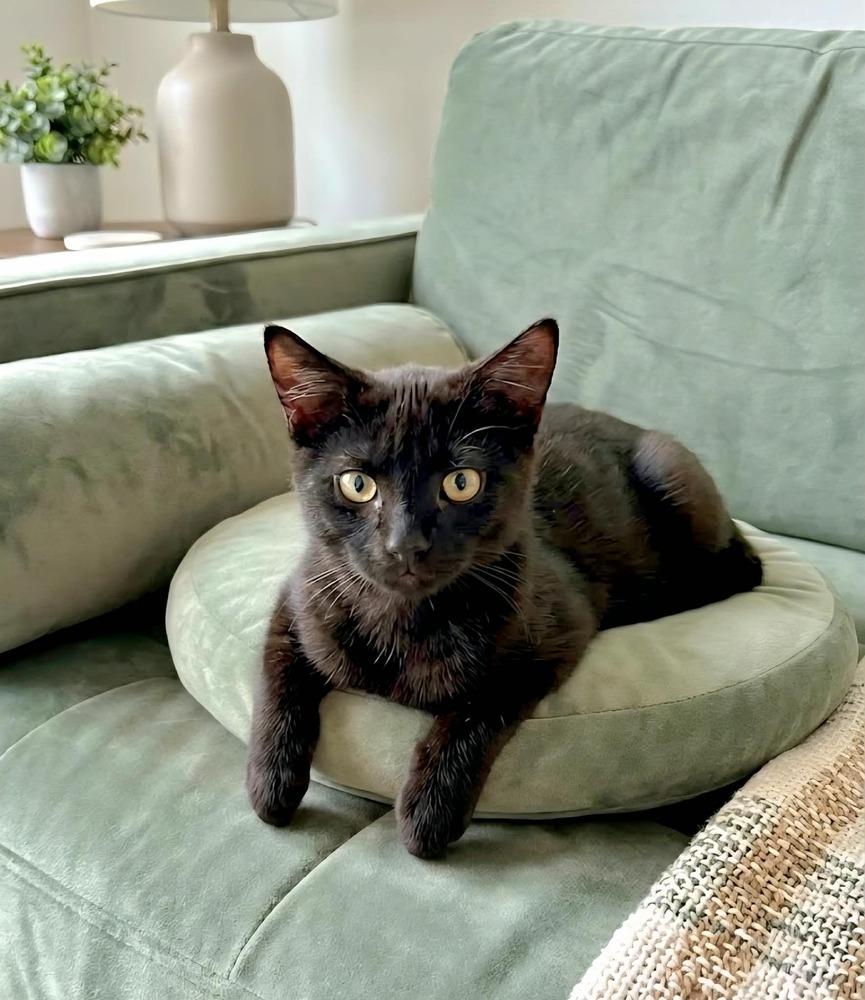 Enlarge Jogger, a Adoptable Domestic Short Hair in Plymouth, MN image 2/4
