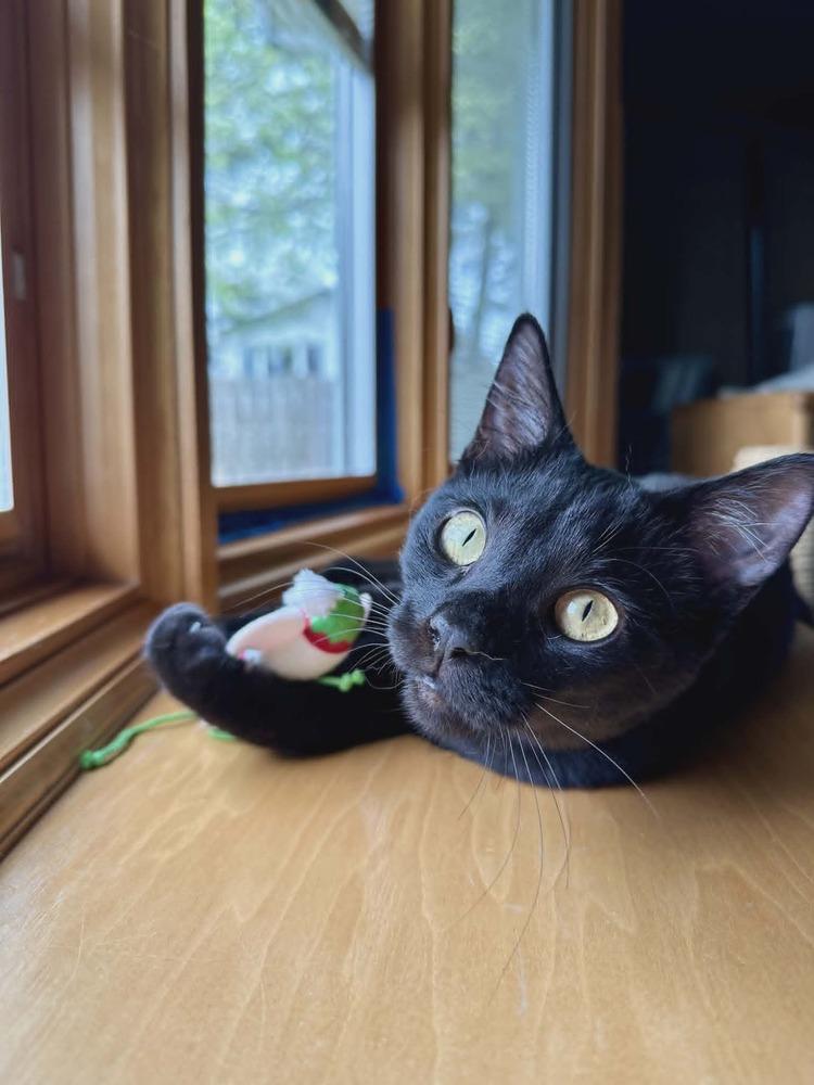 Enlarge Jogger, a Adoptable Domestic Short Hair in Plymouth, MN image 1/6
