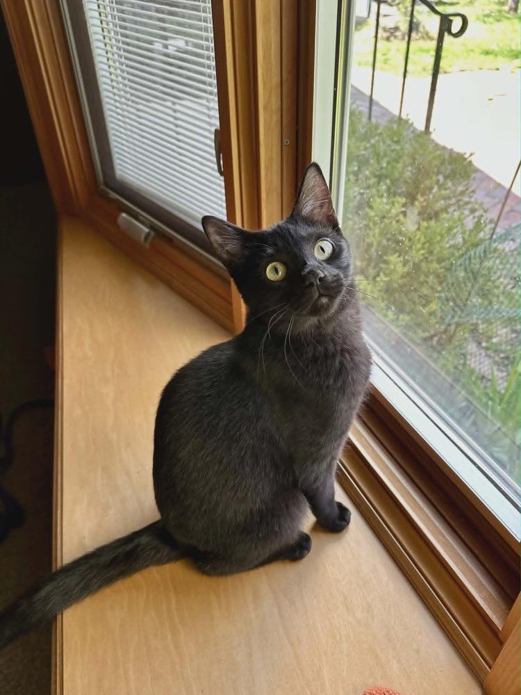 Enlarge Jogger, a Adoptable Domestic Short Hair in Plymouth, MN image 2/6
