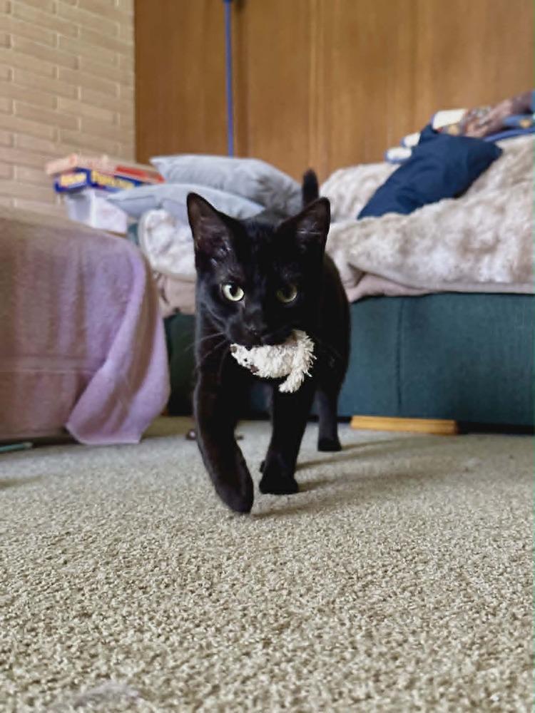 Enlarge Jogger, a Adoptable Domestic Short Hair in Plymouth, MN image 3/6