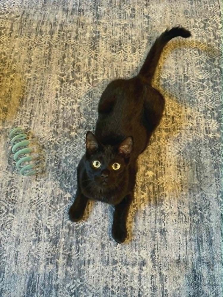 Enlarge Jogger, a Adoptable Domestic Short Hair in Plymouth, MN image 4/6