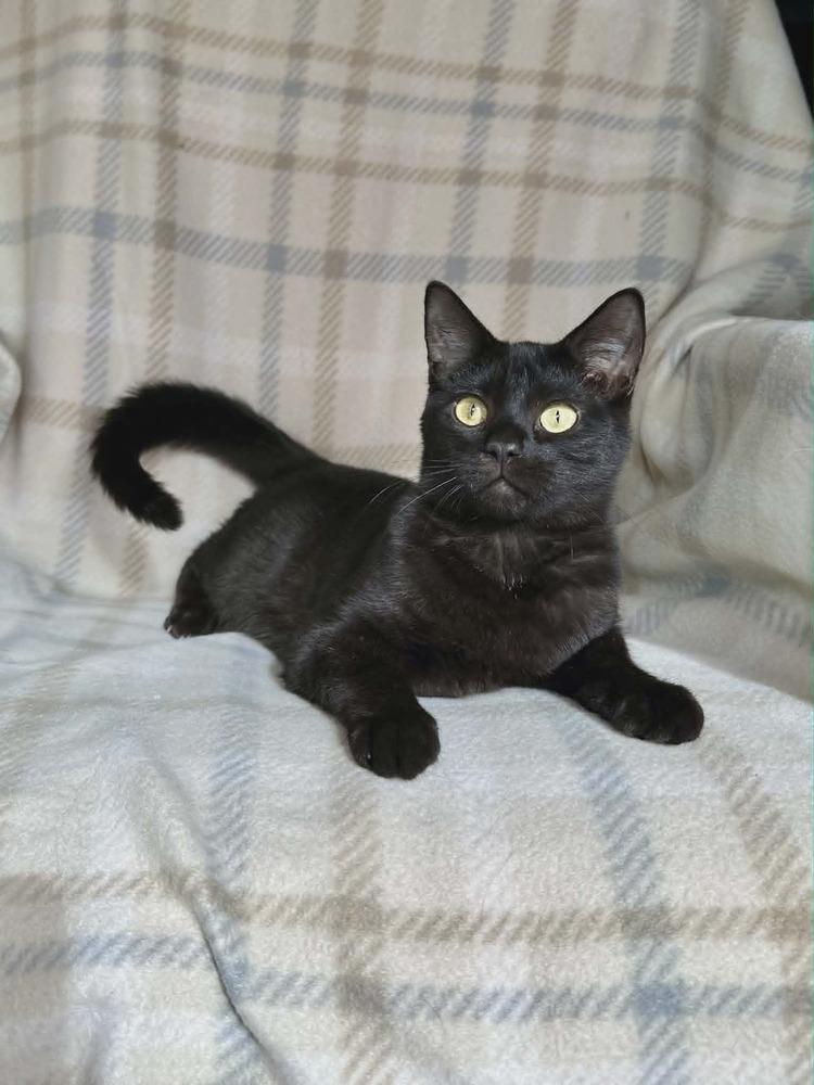 Enlarge Jogger, a Adoptable Domestic Short Hair in Plymouth, MN image 5/6