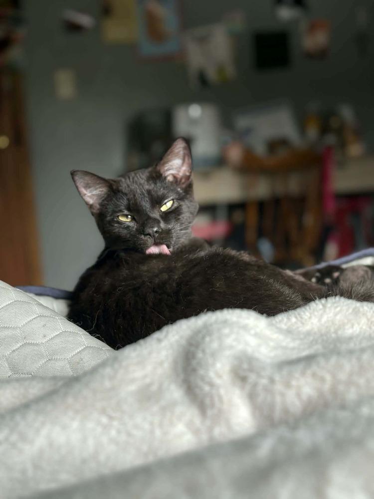 Enlarge Jogger, a Adoptable Domestic Short Hair in Plymouth, MN image 4/4