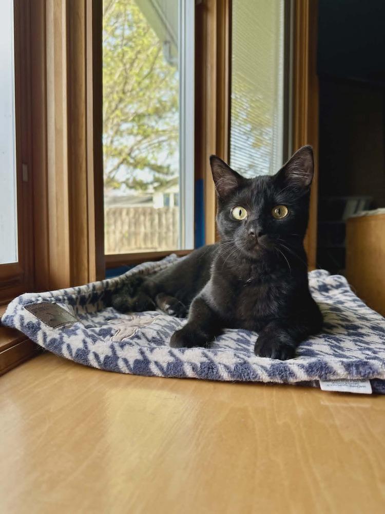Enlarge Jogger, a Adoptable Domestic Short Hair in Plymouth, MN image 6/6