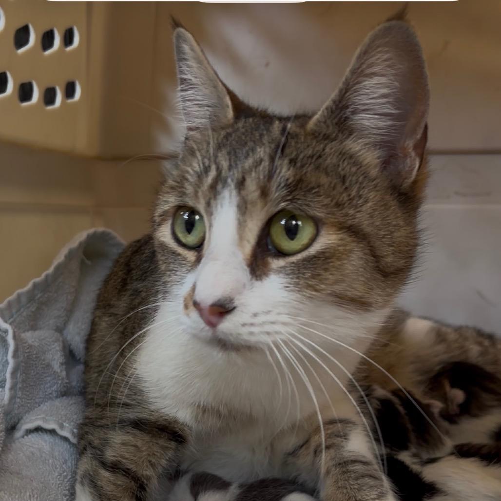Enlarge Mari, a Adoptable Domestic Short Hair in Tustin, CA image 1/1