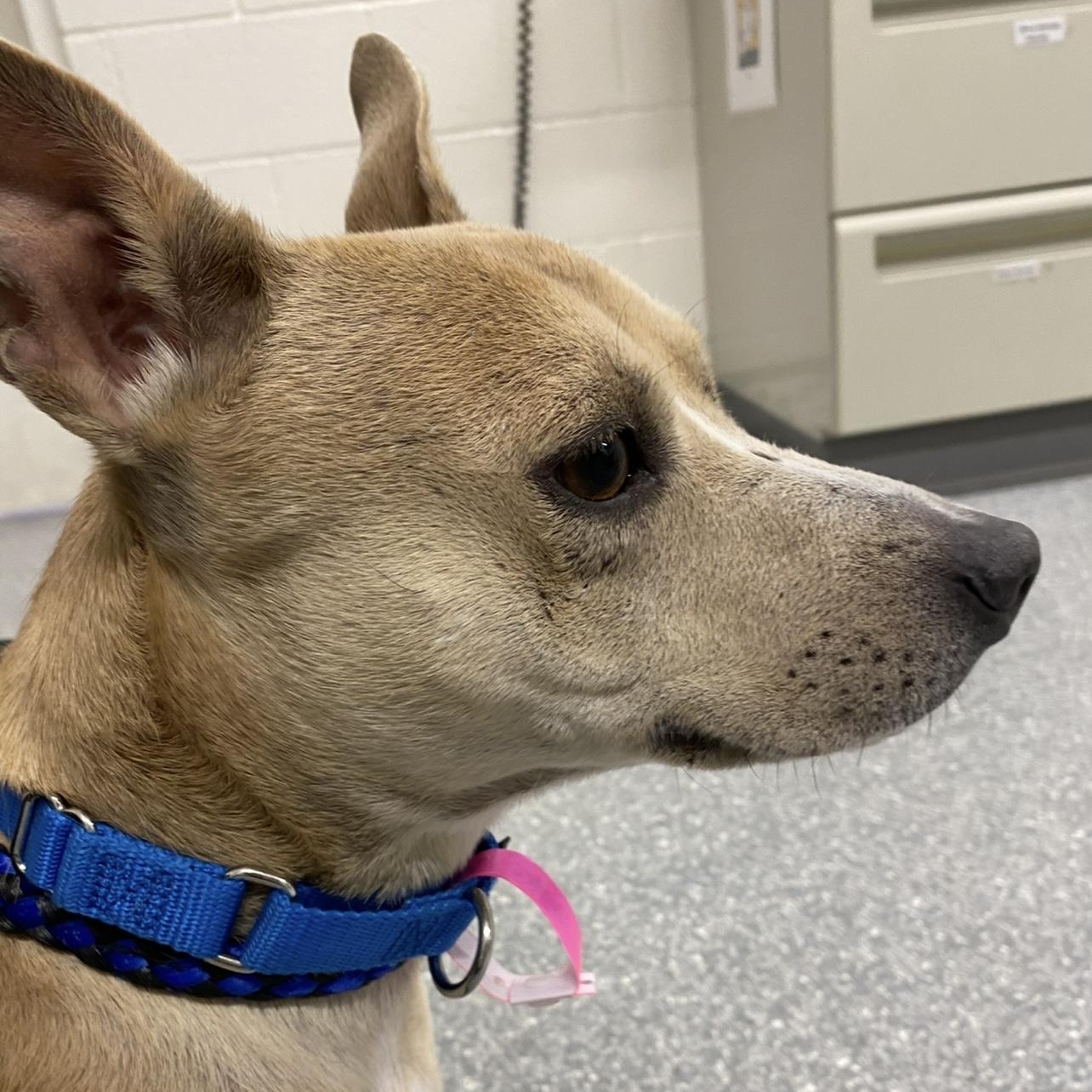 Mya, ADOPTABLE, Adult Female Terrier.