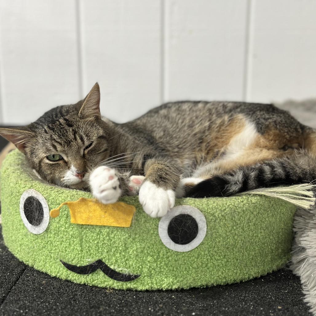 Enlarge Yaya, a Adoptable Domestic Short Hair in Nokesville, VA image 1/5