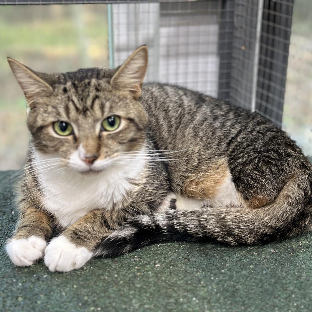 Enlarge Yaya, a Adoptable Domestic Short Hair in Nokesville, VA image 2/5