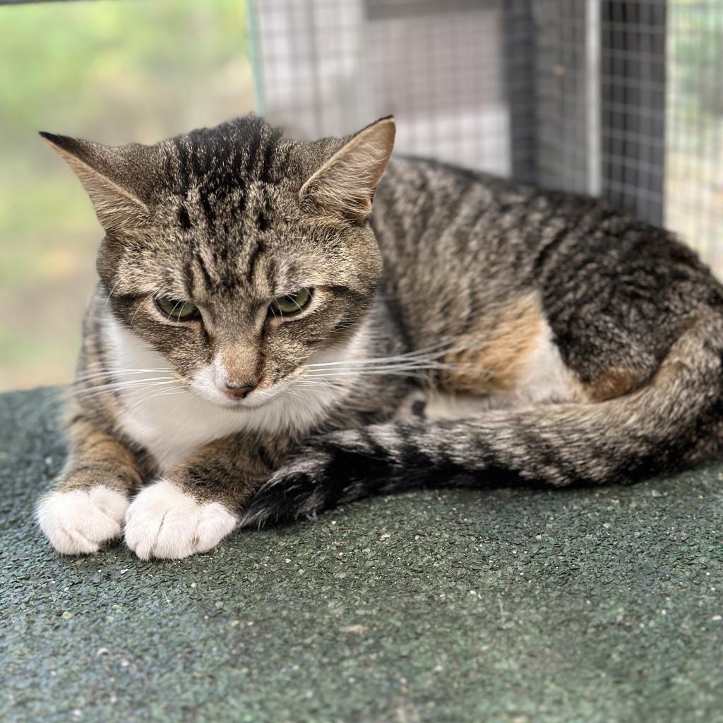 Enlarge Yaya, a Adoptable Domestic Short Hair in Nokesville, VA image 3/5