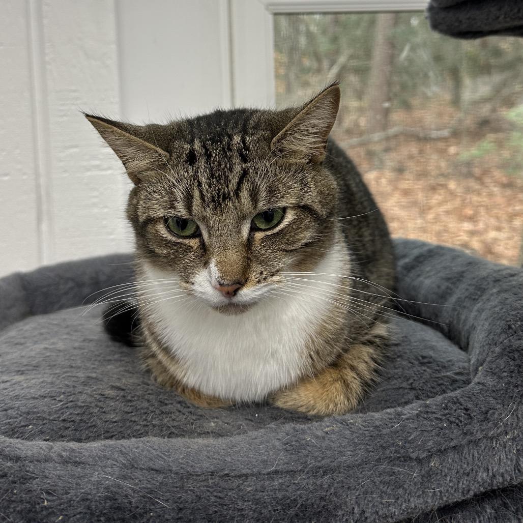 Enlarge Yaya, a Adoptable Domestic Short Hair in Nokesville, VA image 4/5