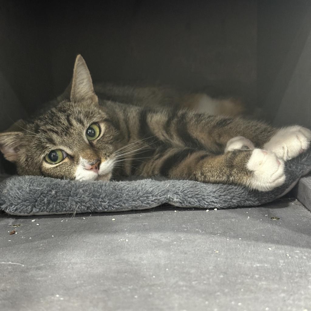 Enlarge Yaya, a Adoptable Domestic Short Hair in Nokesville, VA image 5/5