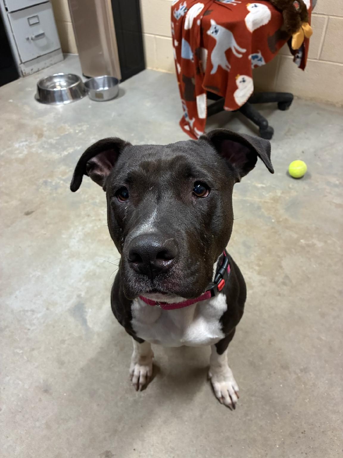 Trixie, a ADOPTABLE American Staffordshire Terrier in Augusta, WV image 4/4