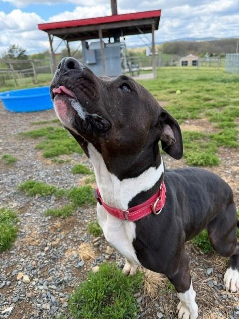 Trixie, a ADOPTABLE American Staffordshire Terrier in Augusta, WV image 3/4