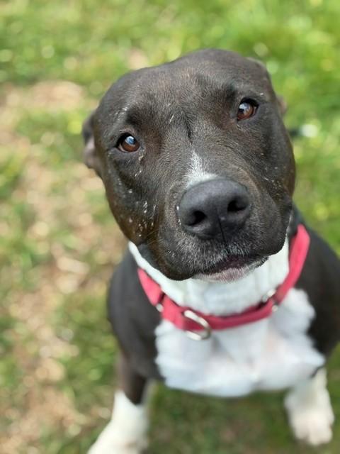 Trixie, ADOPTABLE, Adult Female American Staffordshire Terrier.