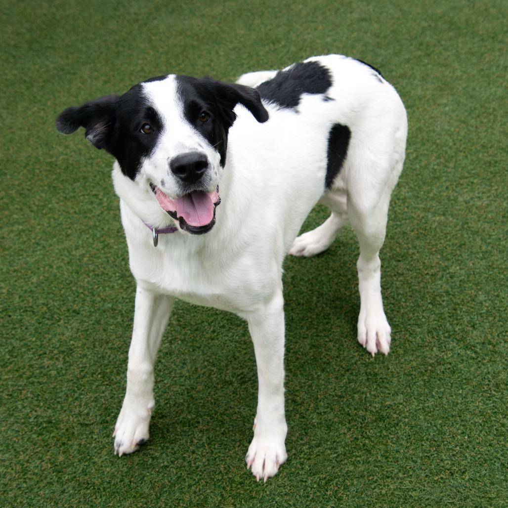 Scarlett, Adoptable, Young Female Mixed Breed.