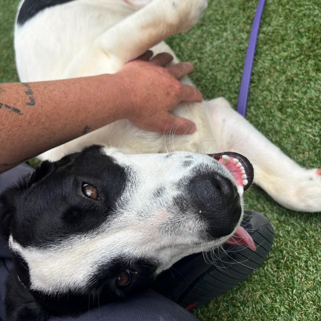 Scarlett, a Adoptable Mixed Breed in Parkersburg, WV image 3/6