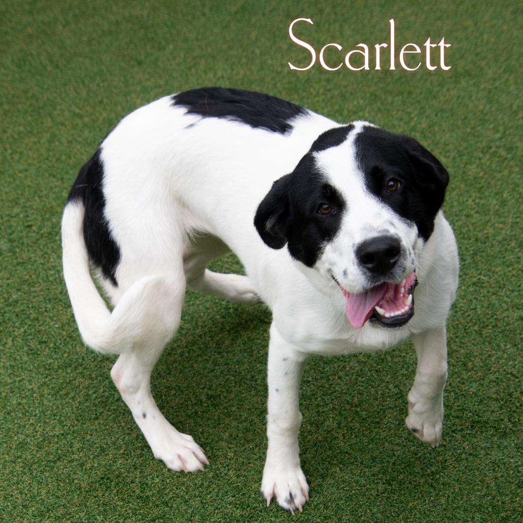 Scarlett, a Adoptable Mixed Breed in Parkersburg, WV image 4/6