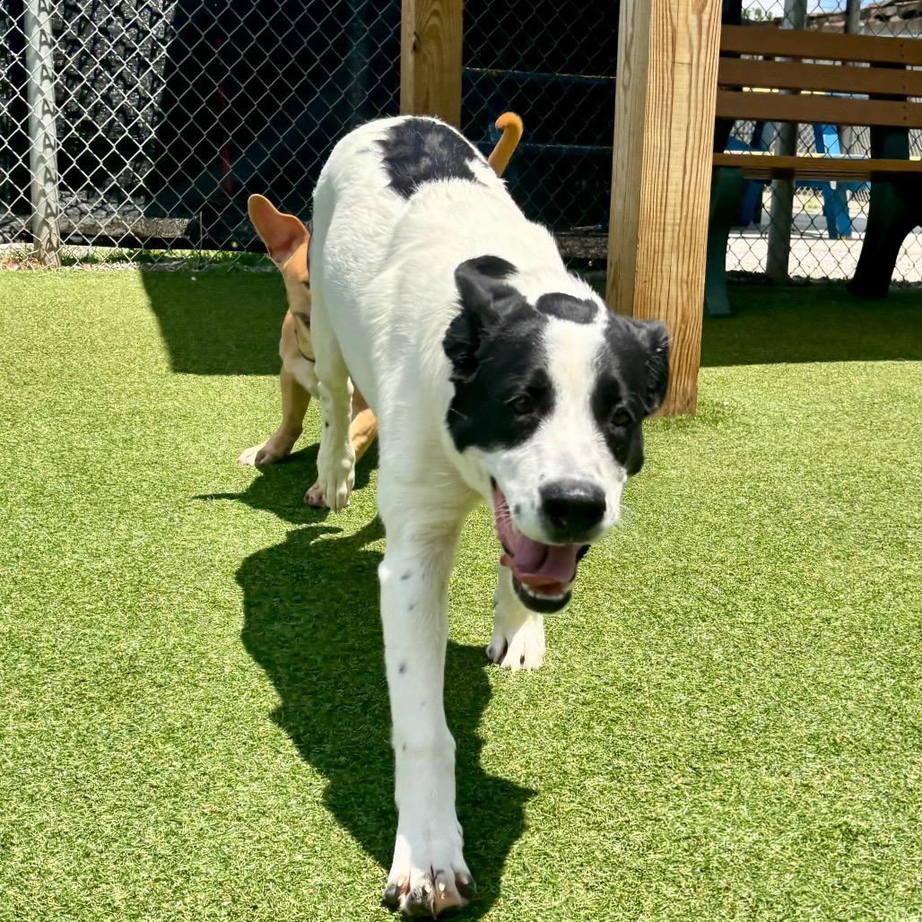 Scarlett, a Adoptable Mixed Breed in Parkersburg, WV image 5/6