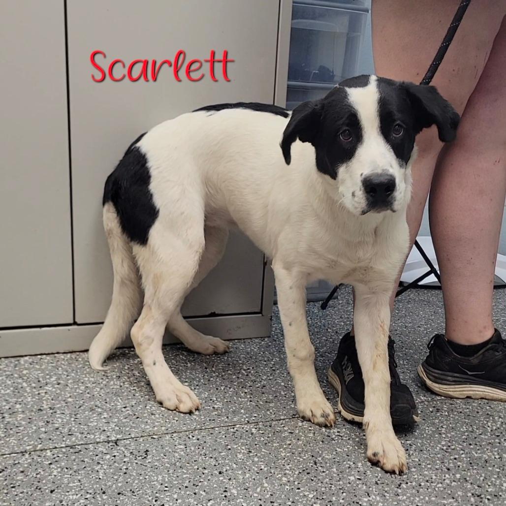 Scarlett, a Adoptable Mixed Breed in Parkersburg, WV image 6/6