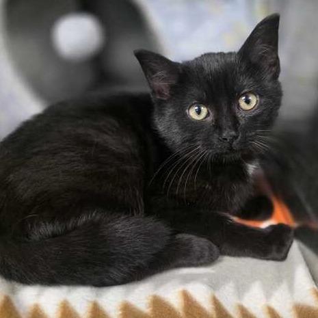 Hendrix, a Adoptable Domestic Short Hair in Owosso, MI image 1/2