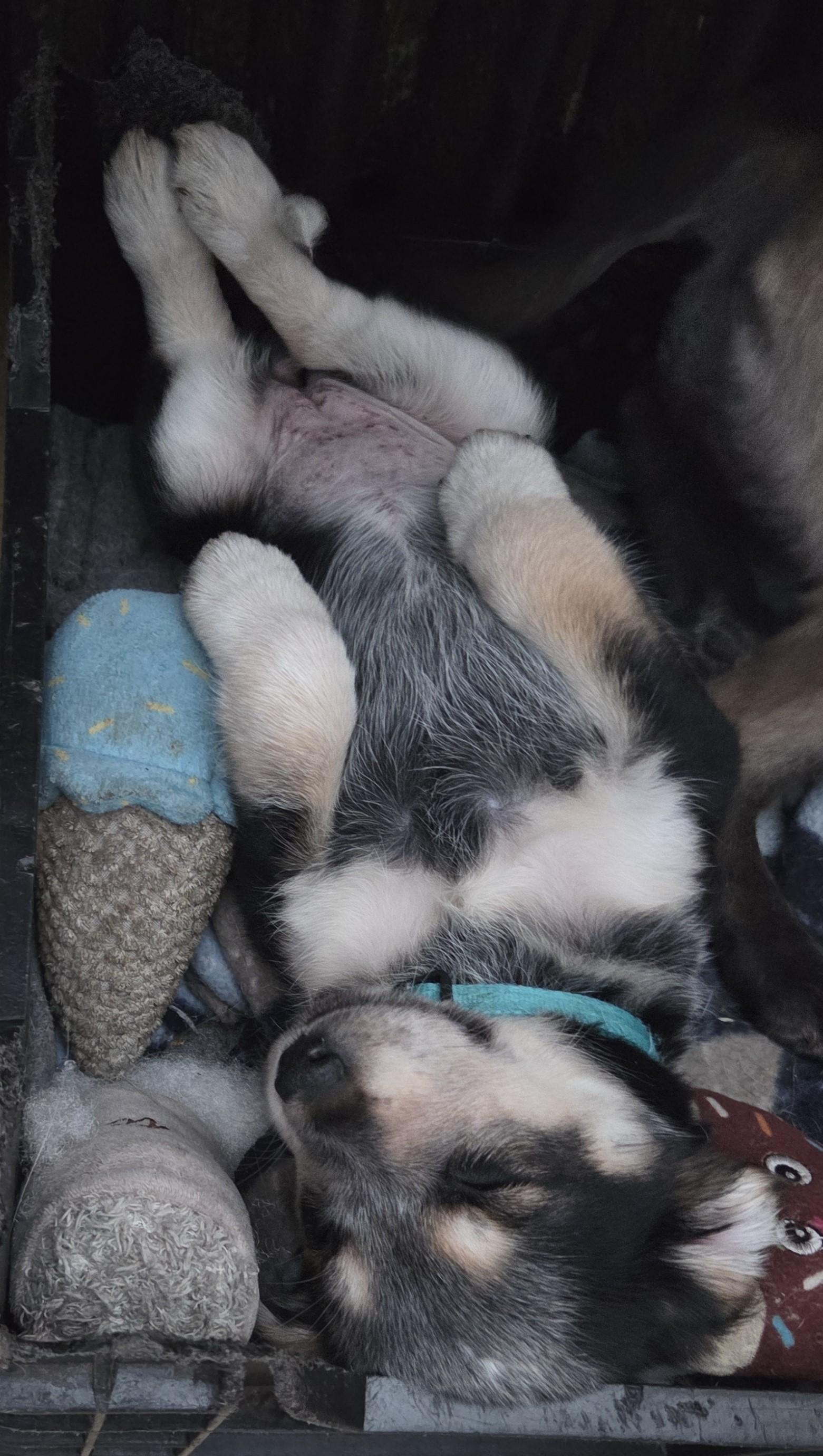 Enlarge Zia, a ADOPTABLE mixed breed in Saint Paul, MN image 4/6