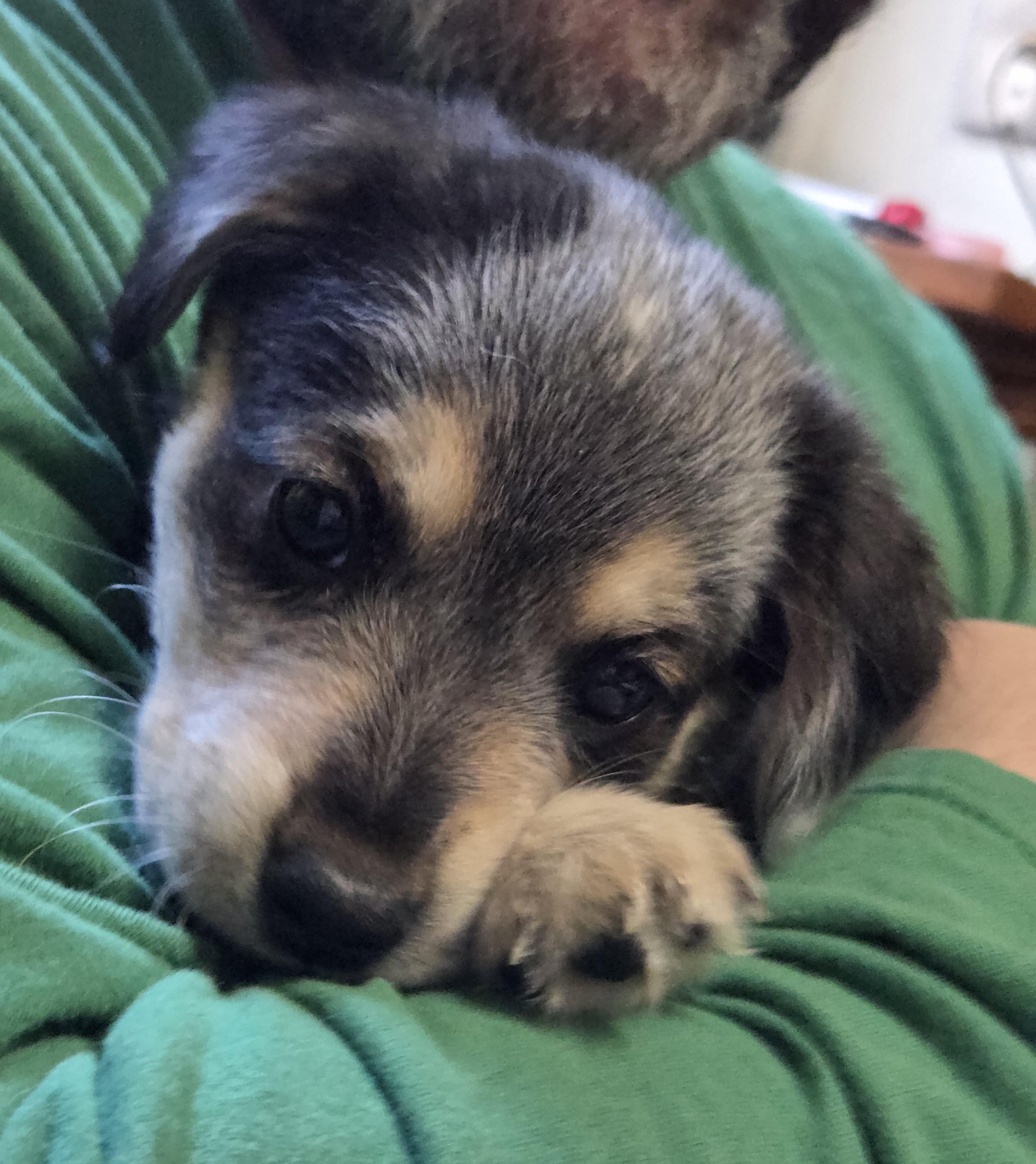 Enlarge Zia, a ADOPTABLE mixed breed in Saint Paul, MN image 1/6