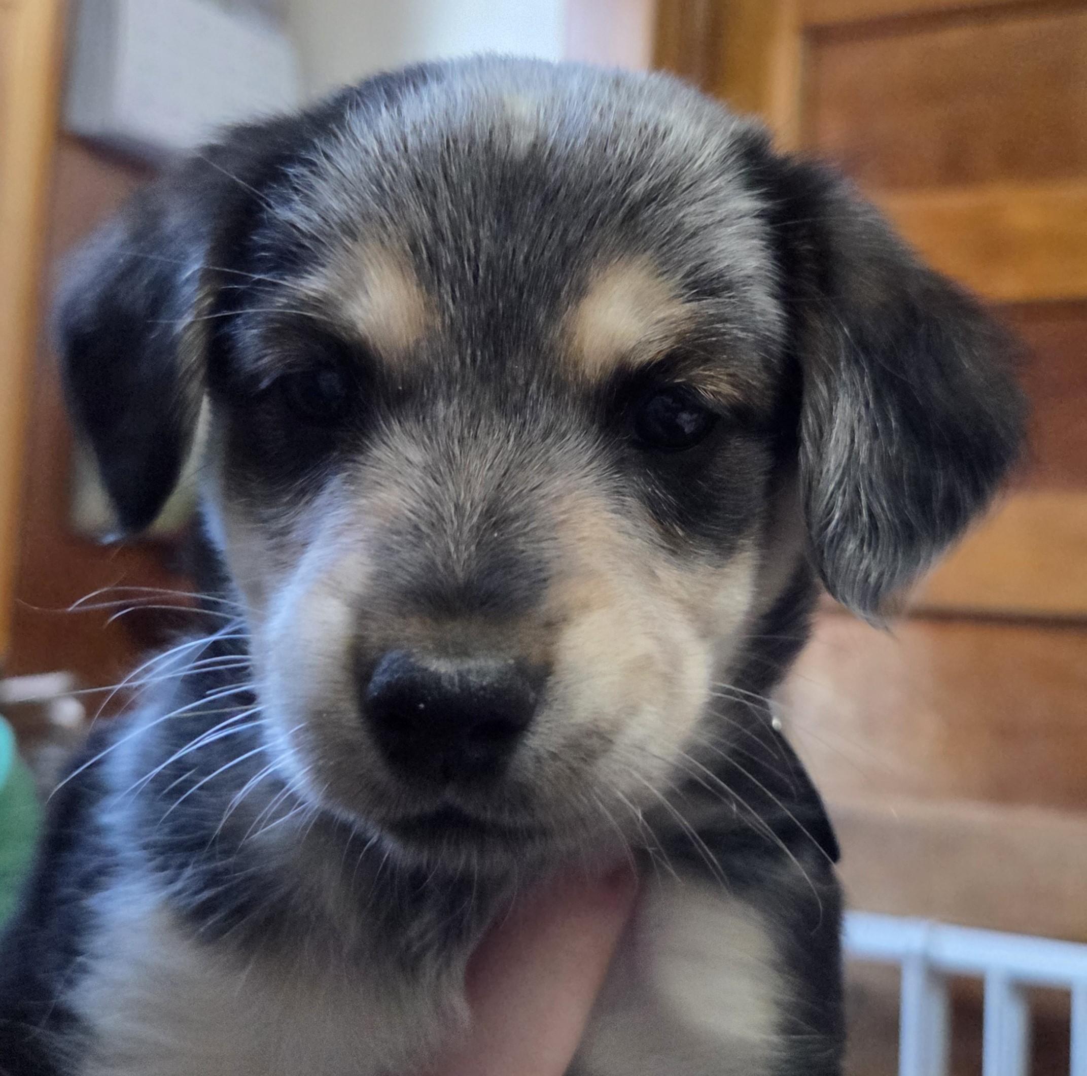 Enlarge Zia, a ADOPTABLE mixed breed in Saint Paul, MN image 2/6