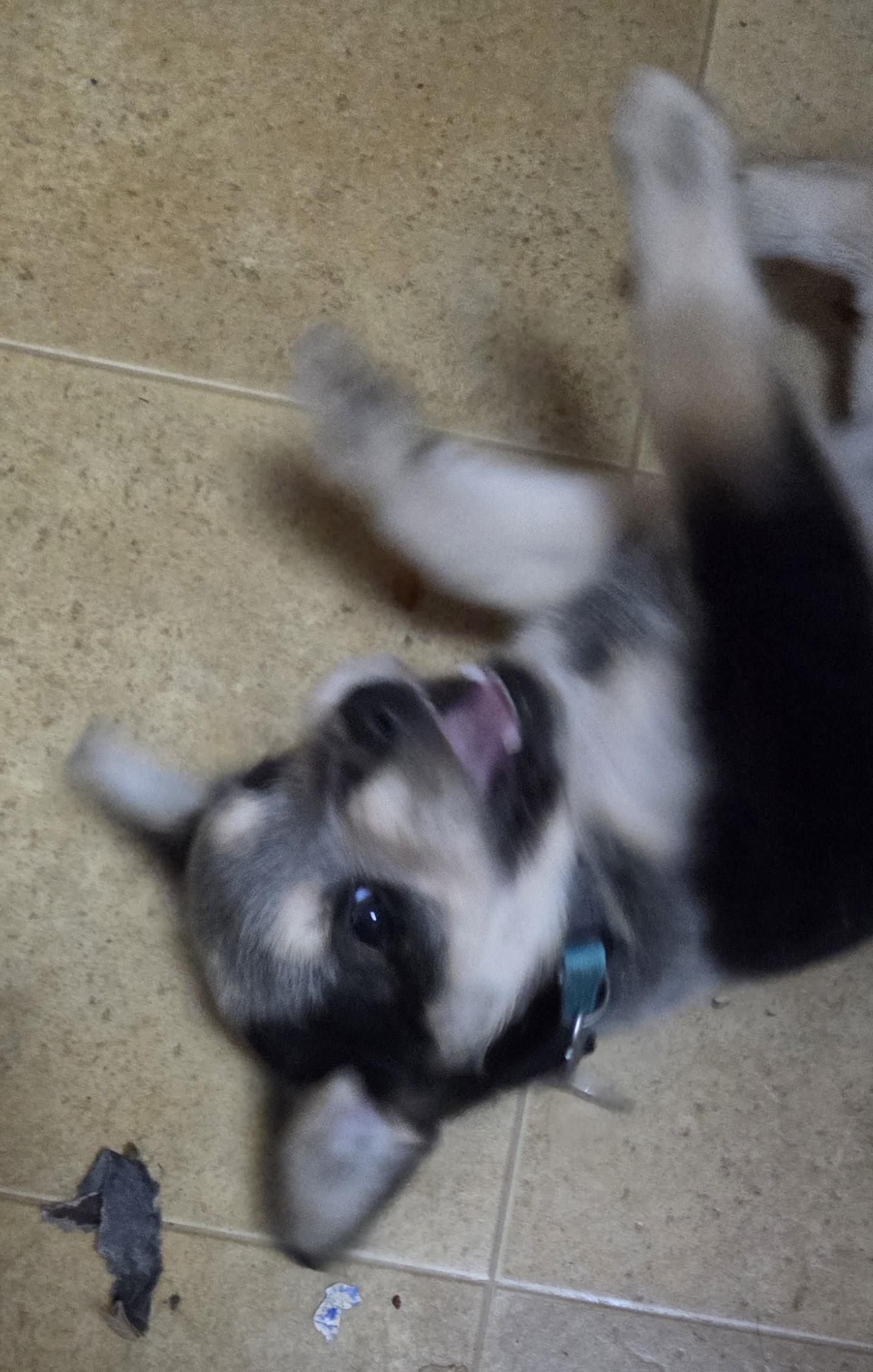 Enlarge Zia, a ADOPTABLE mixed breed in Saint Paul, MN image 5/6