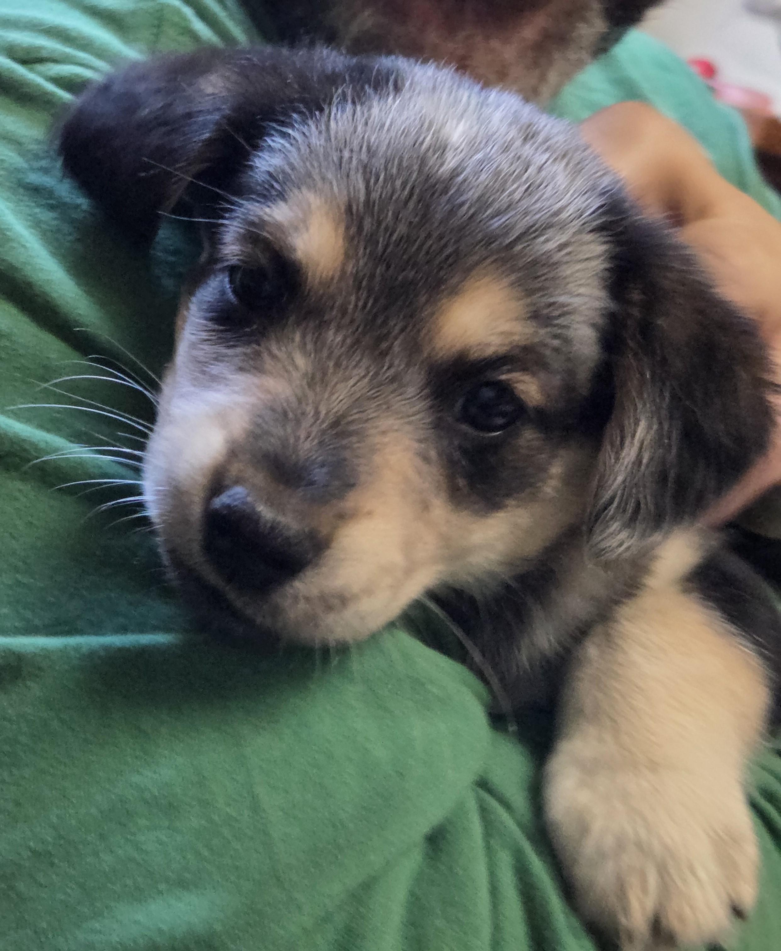 Enlarge Zia, a ADOPTABLE mixed breed in Saint Paul, MN image 3/6