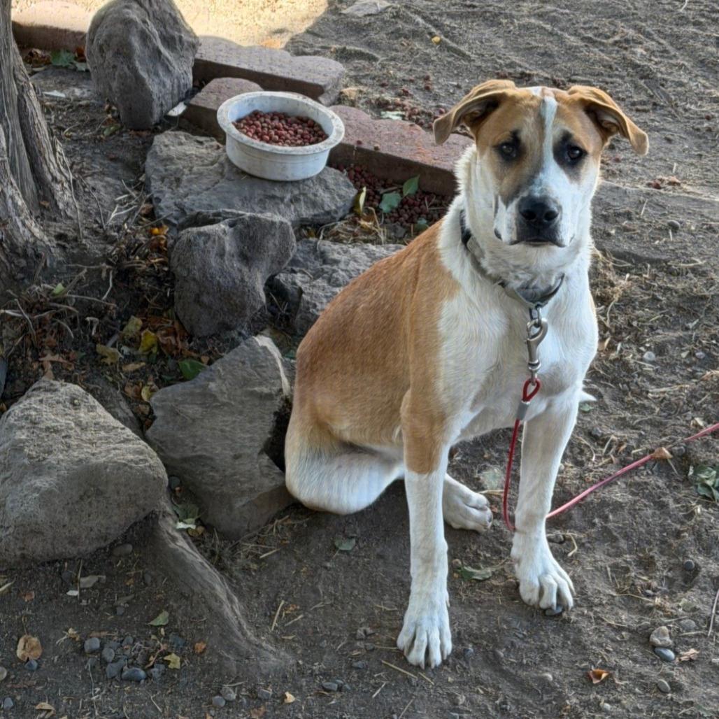 Bacon, Adoptable, Young Male American Staffordshire Terrier & German Shepherd Dog.
