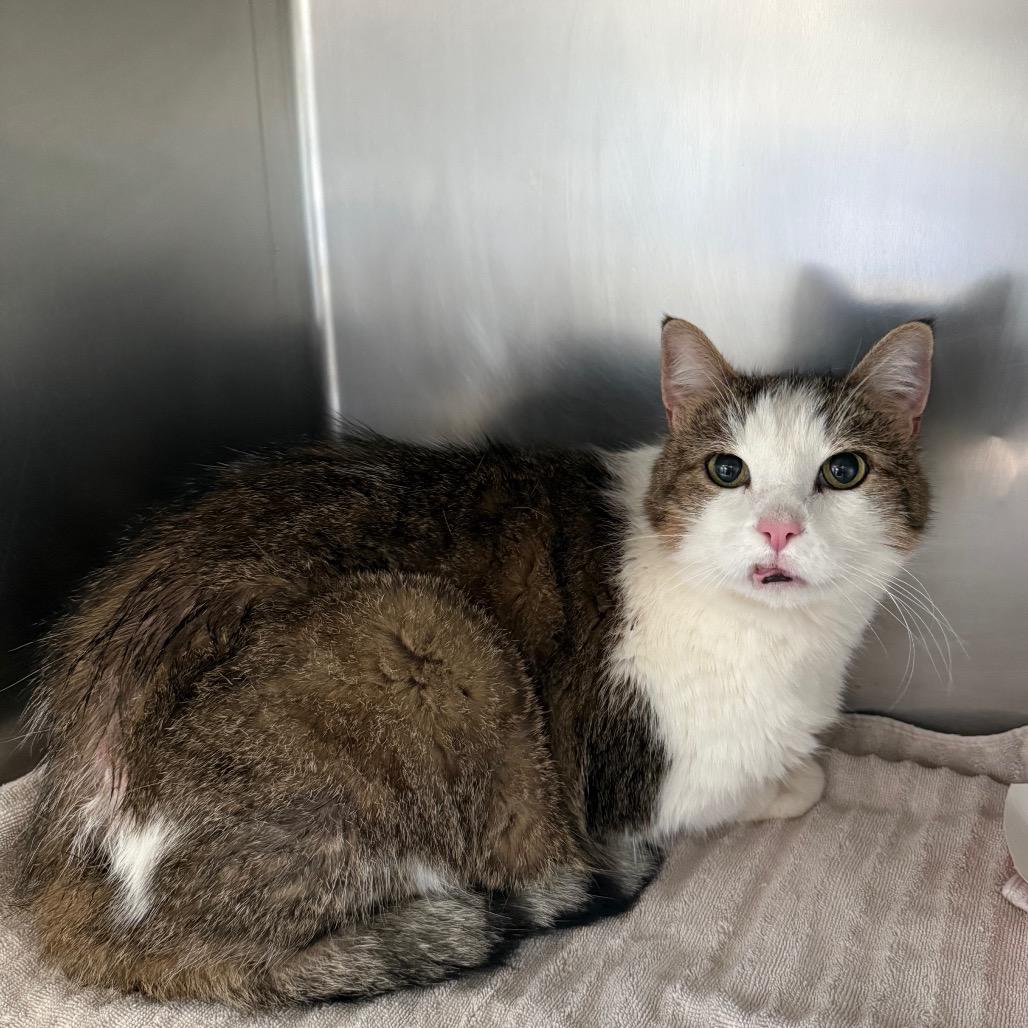 Enlarge Francine, a Adoptable Domestic Short Hair in Council Bluffs, IA image 1/2