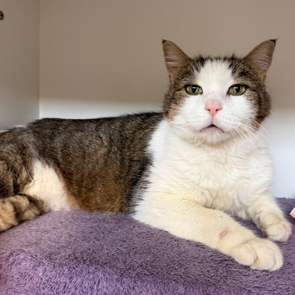Enlarge Francine, a Adoptable Domestic Short Hair in Council Bluffs, IA image 2/2