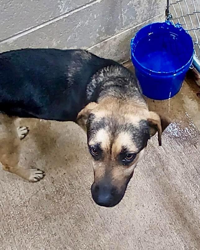Iyla / AC 27833 E, Adoptable, Young Female Shepherd & Rottweiler.